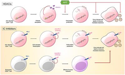 Targeting Immune Checkpoint Molecules to Eliminate <mark class="highlighted">Latent HIV</mark>